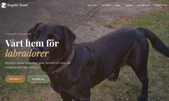 Bergalids Kennel — Labradoruppfödning